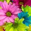 cynthiaclark7